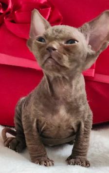 Devon-Rex - Photo 10