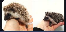 ♥♥270 GIRL hedgehogs!Delivery habitats inclusions. Text