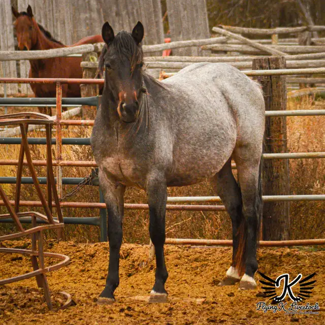 Pepcids Smart Cash - Stallion Servies