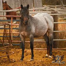 Pepcids Smart Cash - Stallion Servies