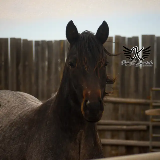 Pepcids Smart Cash - Stallion Servies - Photo 2