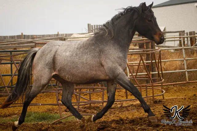 Pepcids Smart Cash - Stallion Servies - Photo 3