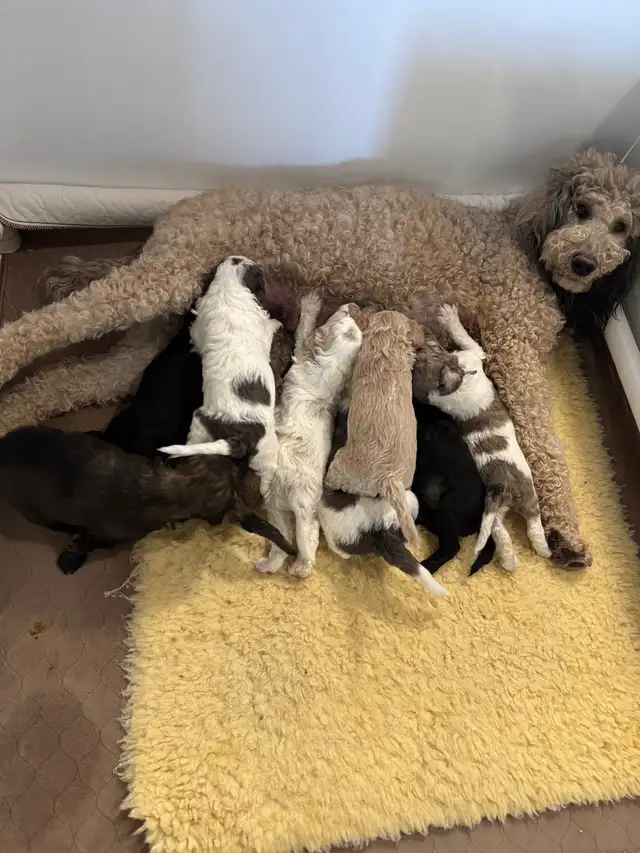 Purebred Moyen Standard Poodle Puppies