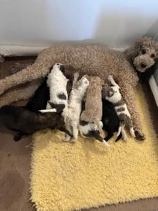 Purebred Moyen Standard Poodle Puppies