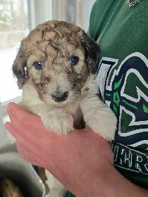 Purebred Moyen Standard Poodle Puppies - Photo 2