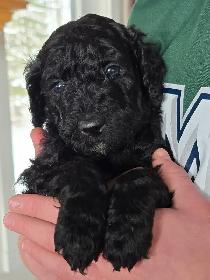 Purebred Moyen Standard Poodle Puppies - Photo 3
