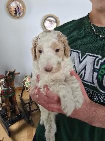 Purebred Moyen Standard Poodle Puppies - Photo 4