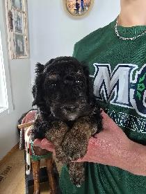 Purebred Moyen Standard Poodle Puppies - Photo 5