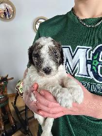 Purebred Moyen Standard Poodle Puppies - Photo 6