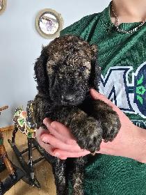 Purebred Moyen Standard Poodle Puppies - Photo 7
