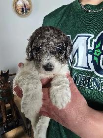 Purebred Moyen Standard Poodle Puppies - Photo 8