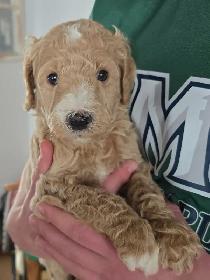 Purebred Moyen Standard Poodle Puppies - Photo 9