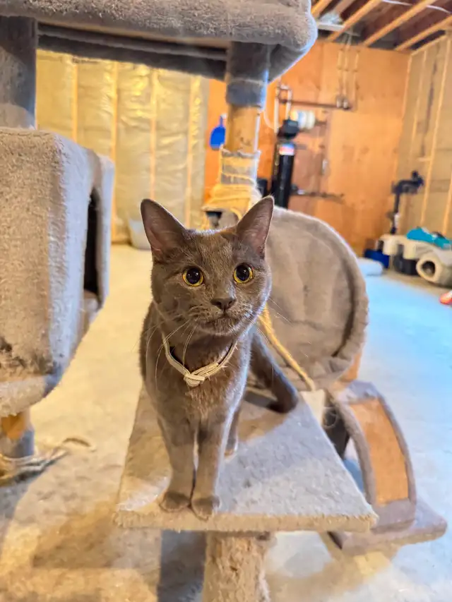 REDUCED PRICE BLUE RUSSIAN and DOMESTIC SHORT HAIR for REHOME