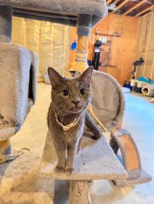 REDUCED PRICE BLUE RUSSIAN and DOMESTIC SHORT HAIR for REHOME