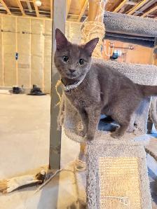 REDUCED PRICE BLUE RUSSIAN and DOMESTIC SHORT HAIR for REHOME - Photo 2