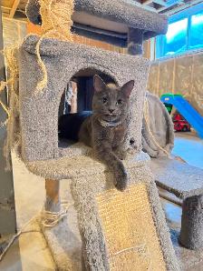 REDUCED PRICE BLUE RUSSIAN and DOMESTIC SHORT HAIR for REHOME - Photo 3