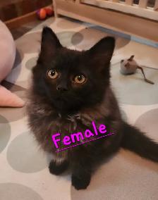 2 Beautiful Ragdoll kittens, Looking for their FUREVER Home. - Photo 3