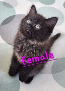 2 Beautiful Ragdoll kittens, Looking for their FUREVER Home. - Photo 4