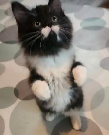 2 Beautiful Ragdoll kittens, Looking for their FUREVER Home. - Photo 5