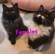 2 Beautiful Ragdoll kittens, Looking for their FUREVER Home. - Photo 6