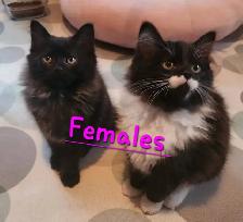 2 Beautiful Ragdoll kittens, Looking for their FUREVER Home. - Photo 7