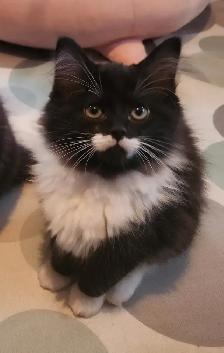 2 Beautiful Ragdoll kittens, Looking for their FUREVER Home. - Photo 8