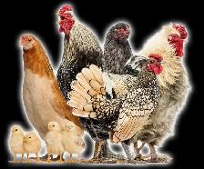 Spring Bird and Animal Sale