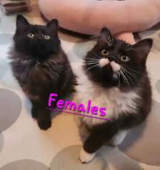 Beautiful Ragdoll Kittens