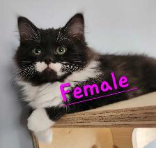 Beautiful Ragdoll Kittens - Photo 6