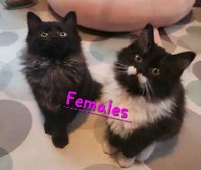 Beautiful Ragdoll Kittens - Photo 7