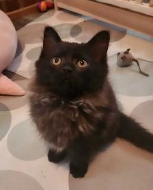 Beautiful Ragdoll Kittens - Photo 8