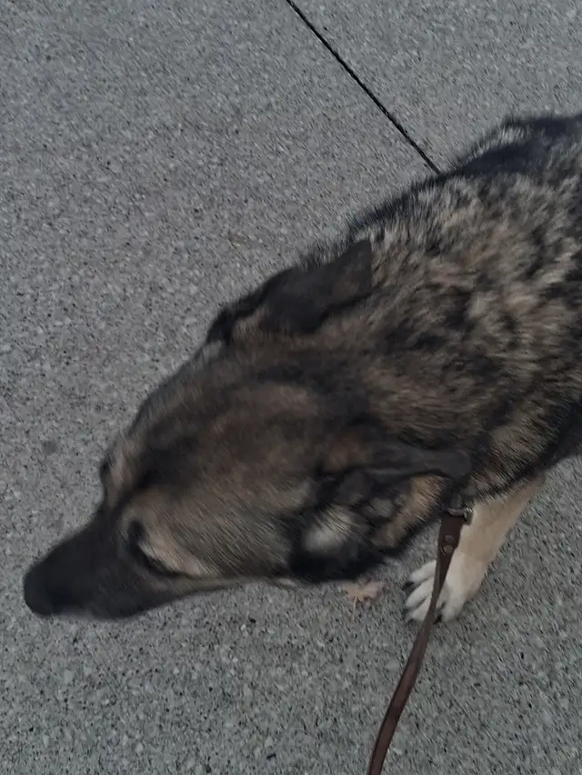 Free dog too good home