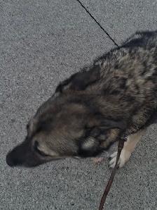 Free dog too good home