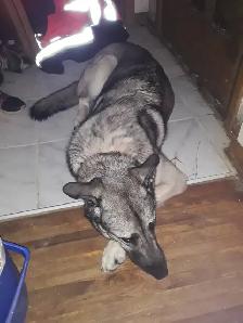 Free dog too good home - Photo 2