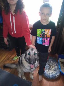 Free dog too good home - Photo 3