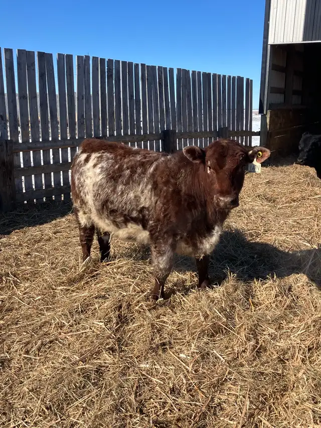Shorthorn replacement heifers