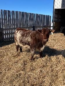 Shorthorn replacement heifers