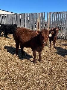 Shorthorn replacement heifers - Photo 2
