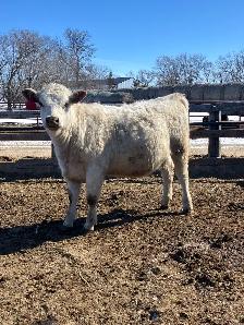 Shorthorn replacement heifers - Photo 3