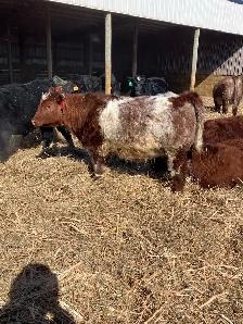 Shorthorn replacement heifers - Photo 4