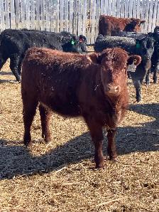 Shorthorn replacement heifers - Photo 5