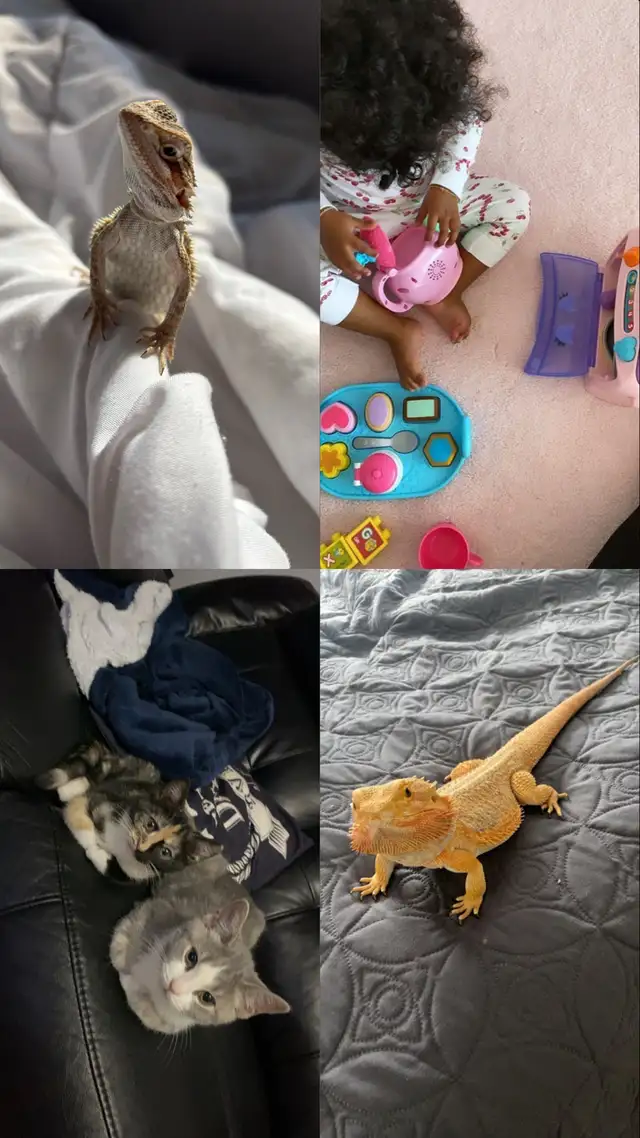 petsitting / babysitting