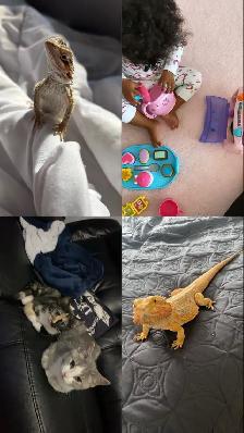 petsitting / babysitting