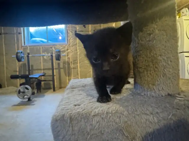 Black Russian Blue Kittens for Rehoming