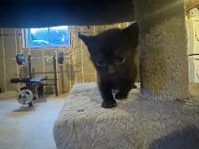 Black Russian Blue Kittens for Rehoming