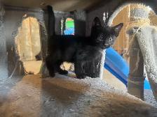 Black Russian Blue Kittens for Rehoming - Photo 3