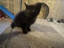 Black Russian Blue Kittens for Rehoming - Photo 5
