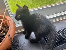 Black Russian Blue Kittens for Rehoming - Photo 6