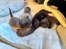 Black Russian Blue Kittens for Rehoming - Photo 7