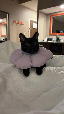 Black Russian Blue Kittens for Rehoming - Photo 8